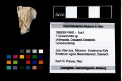 Foto (Objekt + Etikett) von ? Goniodromites sp.  (NHMW-GEO-1990-0041-4401)